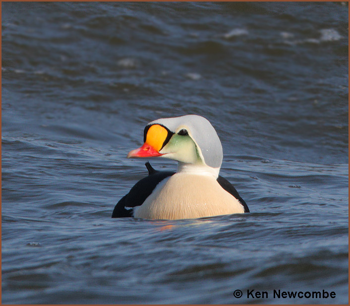 King Eider
